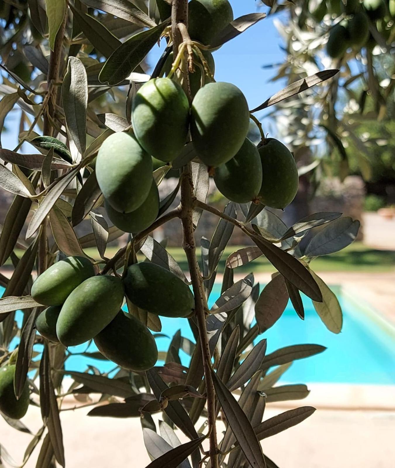 Nacalino Alloggio per agriturismo